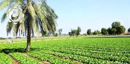 صندوق استرداد الأموال يصادر 500 دونم من أراضٍ زراعية تعود لعلي حسن المجيد