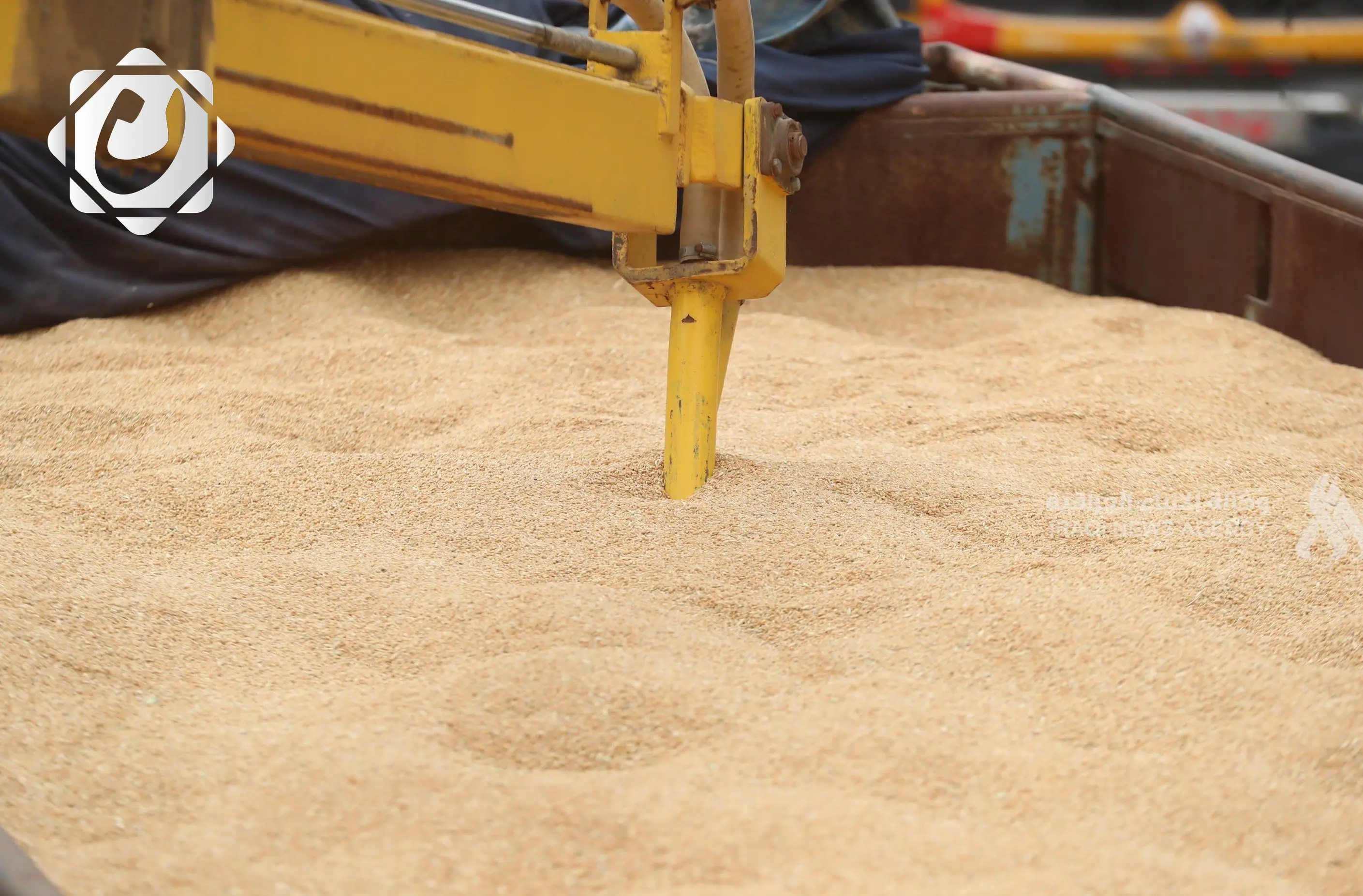 الديوانية: الخميس المقبل آخر فرصة لتسلم محصول الحنطة