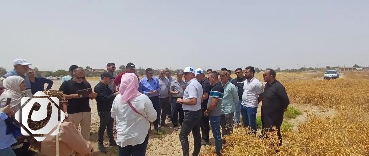 البصرة تعلن نجاح زراعة نبات العصفر وفوائده المتعددة