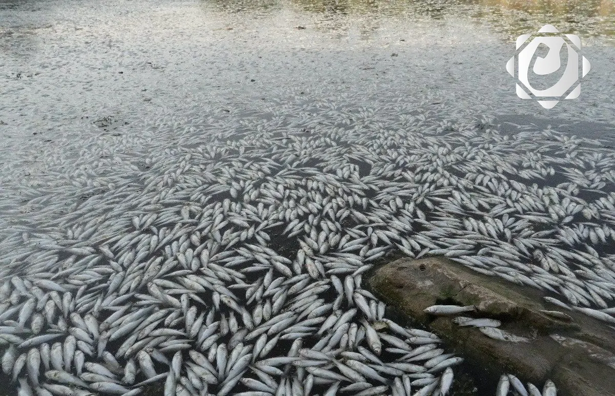 قلق في النجف الأشرف جراء نفوق جماعي للأسماك في هور أبن نجم