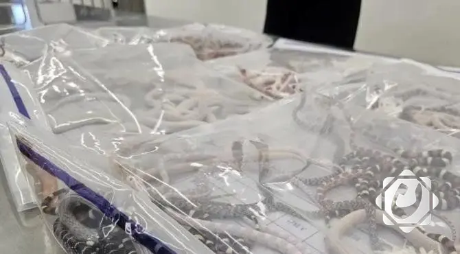 إحباط محاولة تهريب أفعى وسلاحف في مطار بومباي الهندي