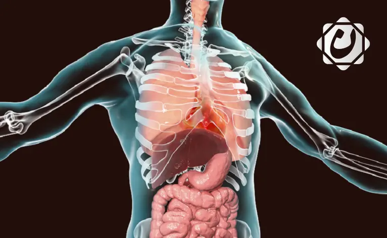 تعديل جينوم الخلايا الجذعية: اكتشاف يسرع شيخوختها ويؤثر على فعالية العلاجات الجينية