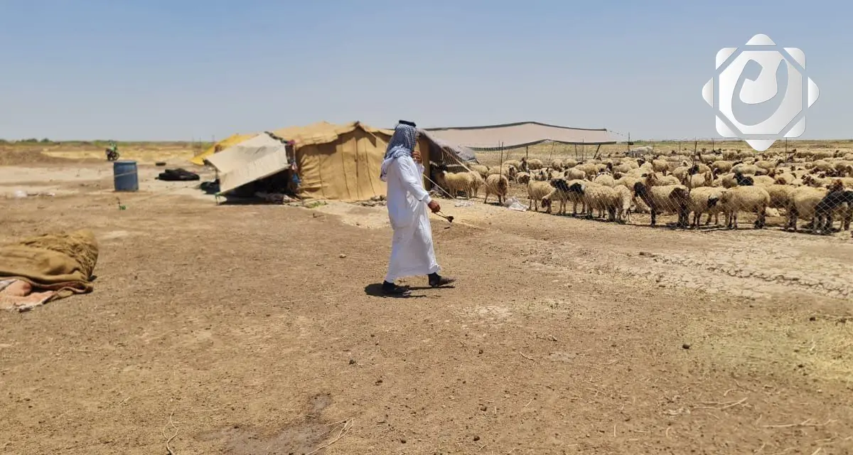 البدو الرحل بين الديوانية والنجف: معيشة تقليدية تتحدى التغيرات