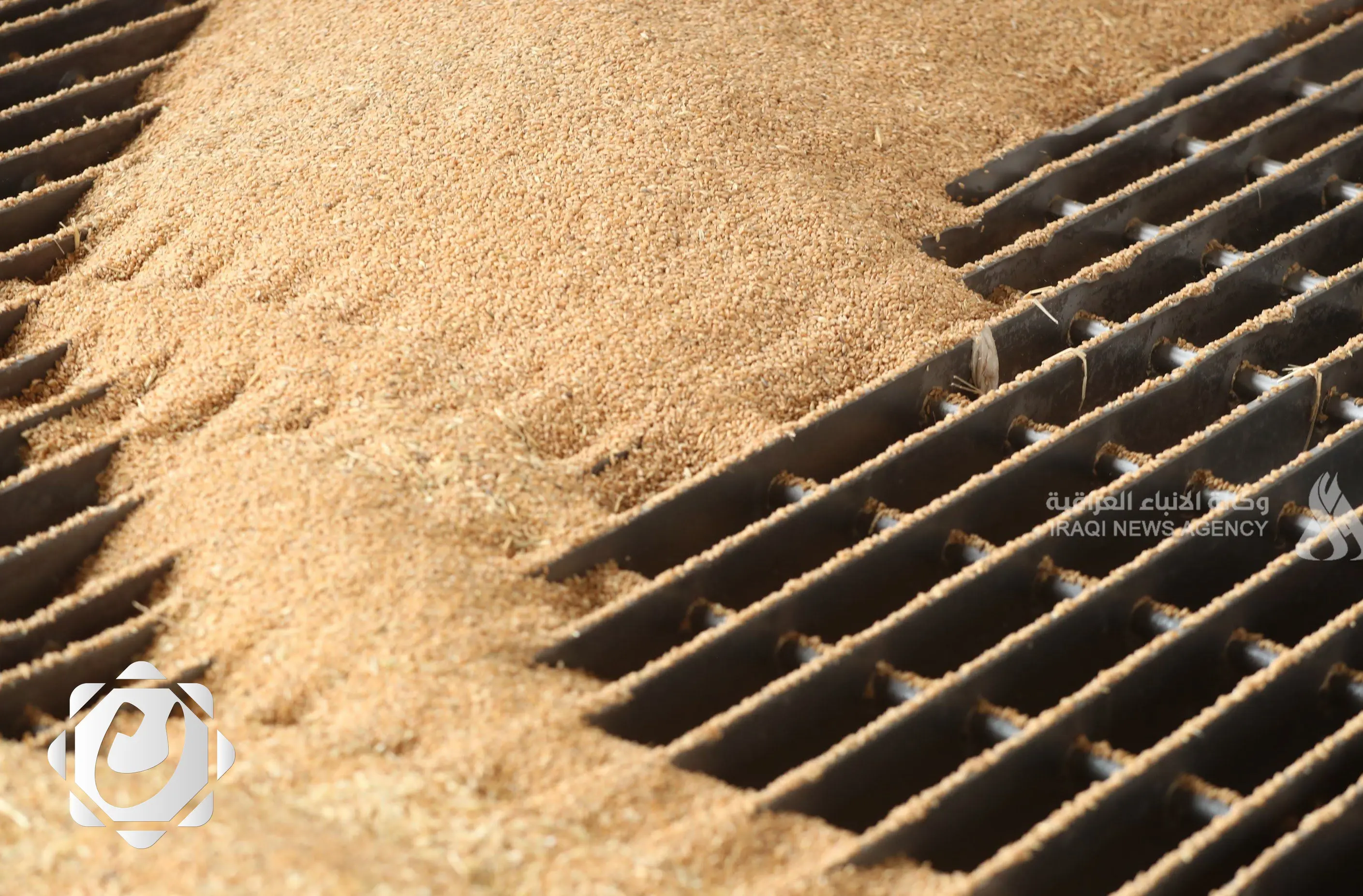 وزارة التجارة: تسويق 3.4 ملايين طن من الحنطة بالقرب من انتهاء موسم الحصاد في الوسط والجنوب