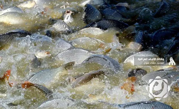 وزارة الزراعة تطلق ملايين إصبعيات الأسماك لحماية الثروة السمكية