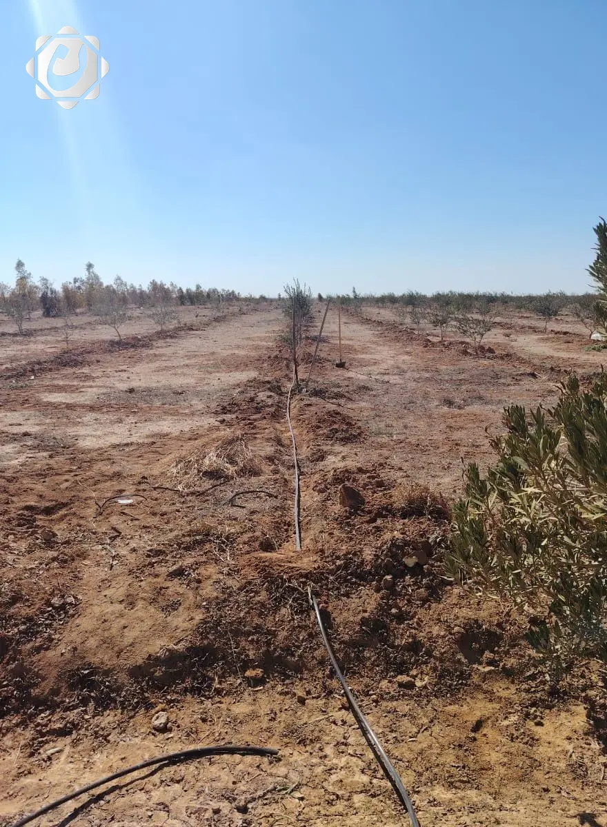 الأنبار: زراعة 100 دونم جديدة من أشجار الزيتون في واحة جبهة