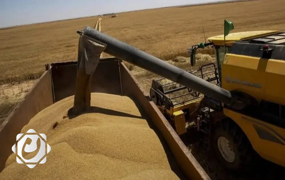مديرية زراعة كربلاء المقدسة تعلن عن أعلى إنتاج للحنطة في تاريخها