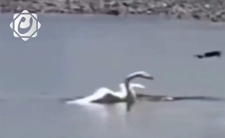 بجعة تسقط طائرة مسيرة أوكرانية في منطقة أوديسا