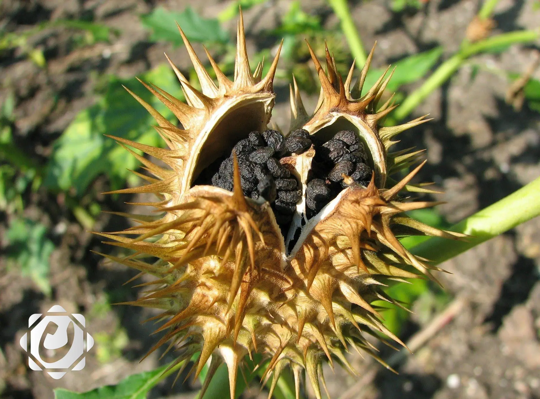 وزارة الزراعة تطلق حملات مكثفة لمكافحة نبات الداتورة