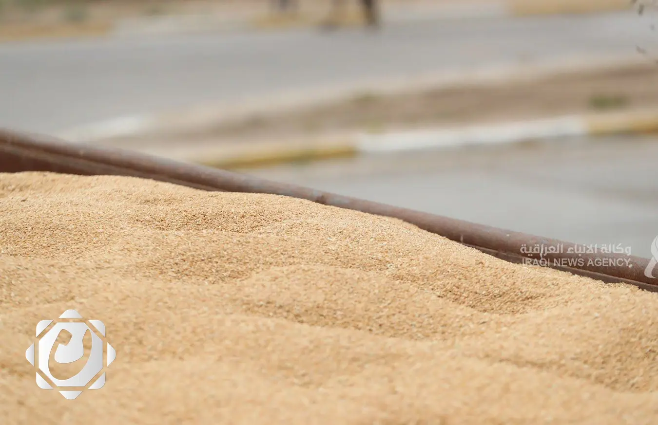 محافظ كركوك يعلن نجاح موسم تسويق محصول الحنطة