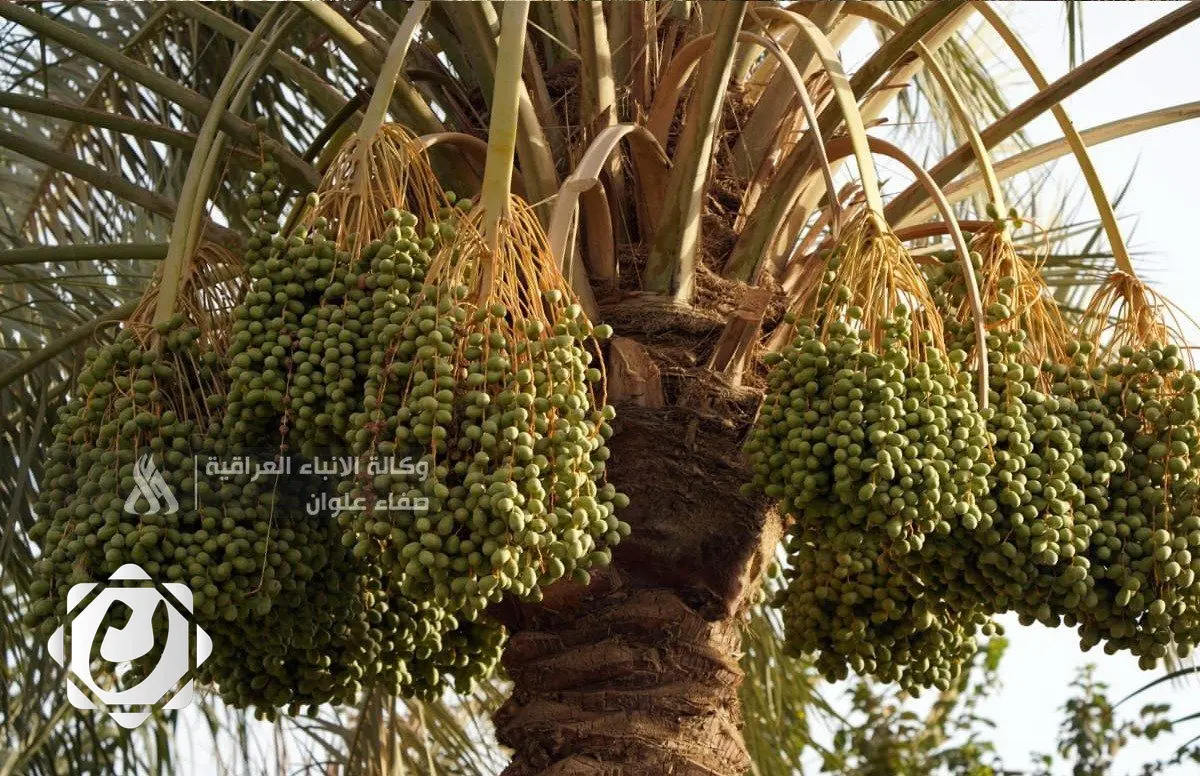 برنامج وطني لإكثار أصناف نخيل عالية الإنتاجية وتوزيعها بأسعار مدعومة