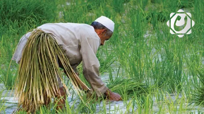 وزارة الزراعة تعلن استنباط أصناف جديدة من محصول الرز ذات صفات وراثية عالية