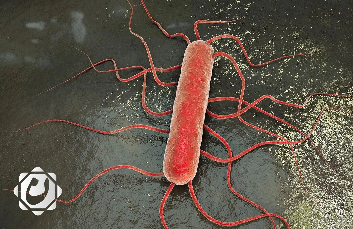 تحذير من بكتيريا بحرية قاتلة تسبب تعفنا دمويا