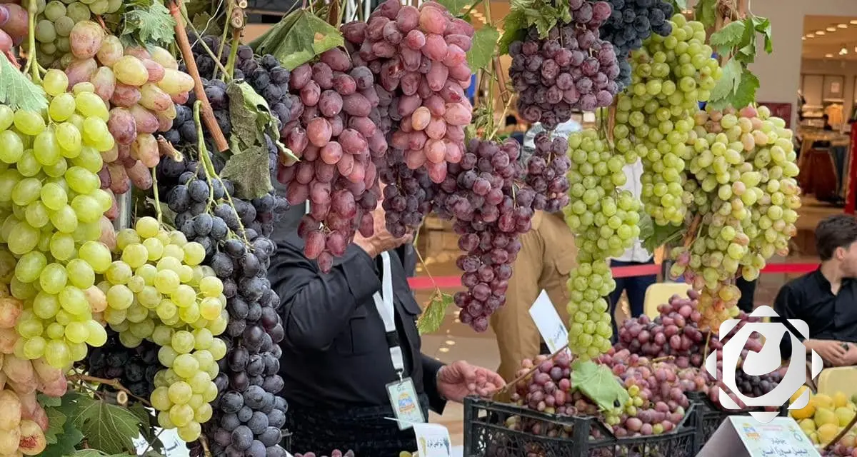 إنتاج وفير من العنب في دهوك بـ 214 صنفاً