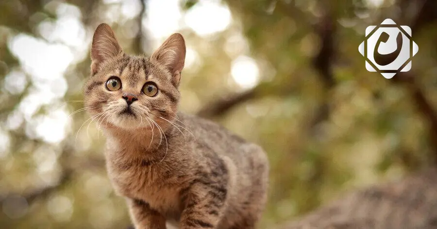 دراسة: أدمغة القطط المصابة بالخرف تشبه أدمغة البشر