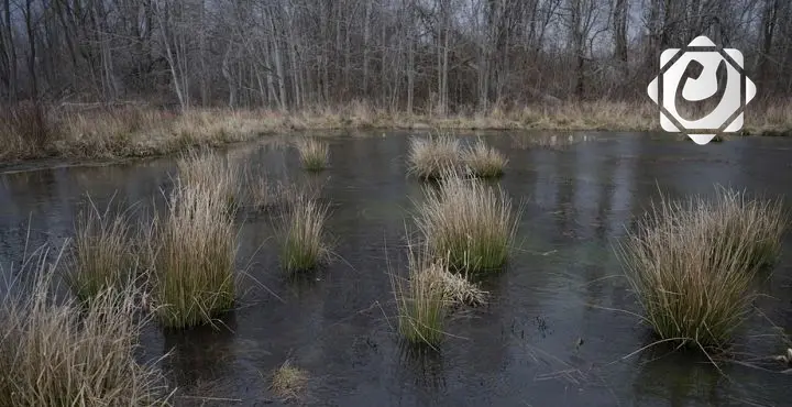 دراسة: 20% من الأراضي الرطبة قد تختفي بحلول عام 2050