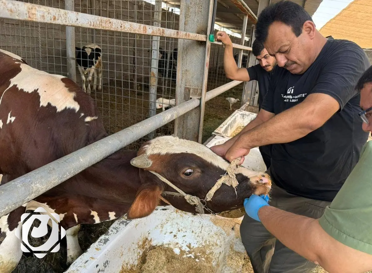 إطلاق حملة وطنية مجانية لمكافحة الحمى النزفية بدءًا من سبتمبر