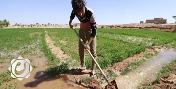 وزارة الزراعة: خطة شتوية مقيدة بسبب تراجع الخزين المائي