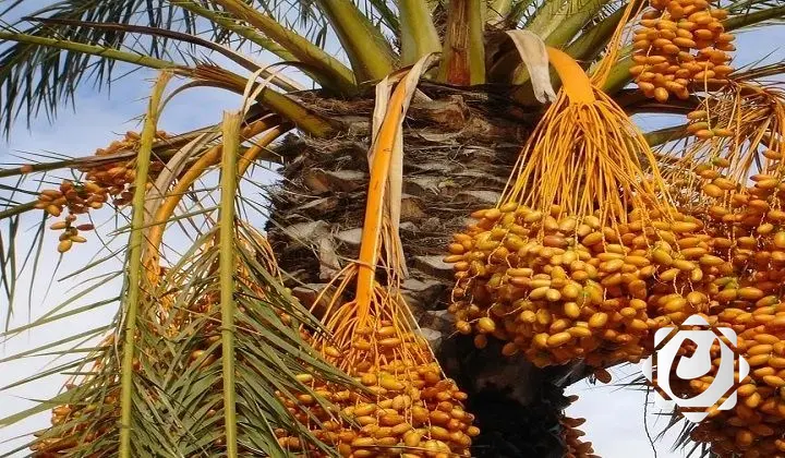 العراق: خطة لزيادة صادرات التمور إلى 2025 مع وجود 22 مليون نخلة