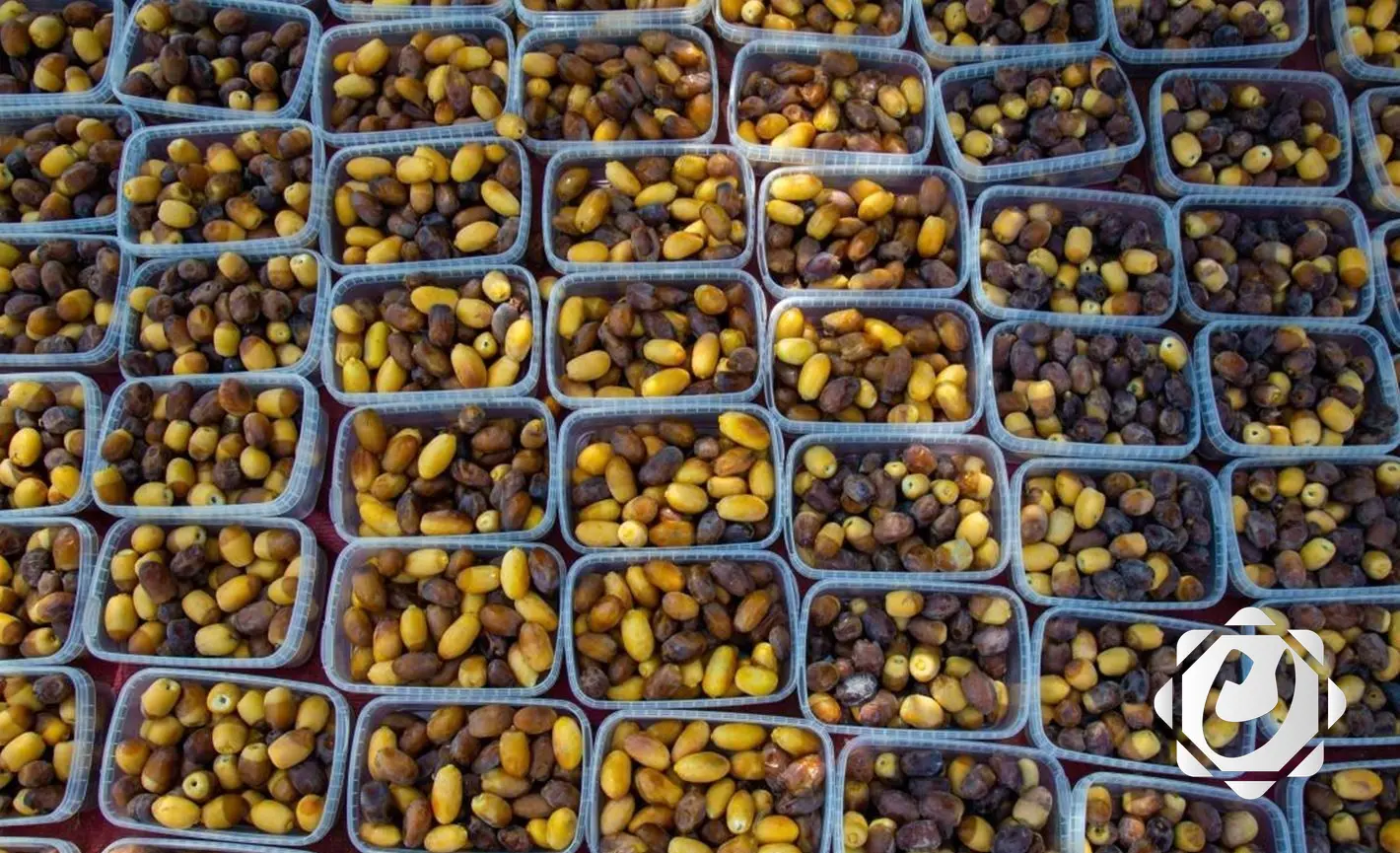 العراق يمتلك 625 صنفاً من التمور.. والزراعة تؤكد: النخيل بديل استراتيجي عن النفط