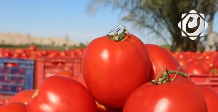 العراق يعلن فتح استيراد الطماطم والبصل