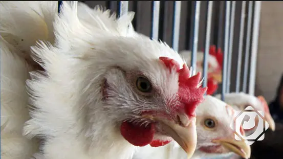 حظر استيراد الدواجن بعد تسجيل إصابات بأنفلونزا الطيور في إيران