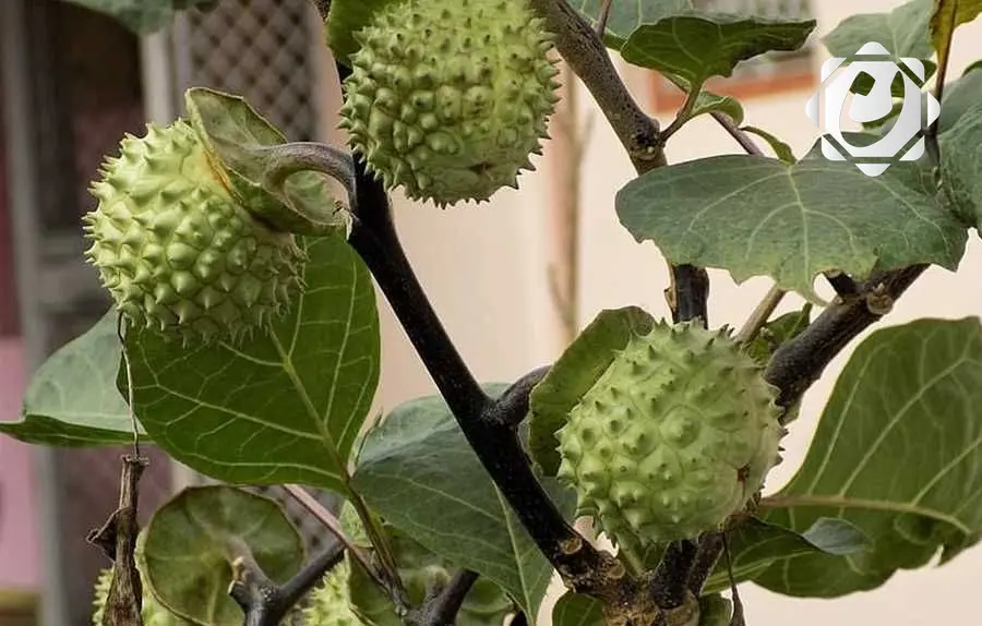 الزراعة تعزز جهودها لمكافحة نبات الداتورا السام