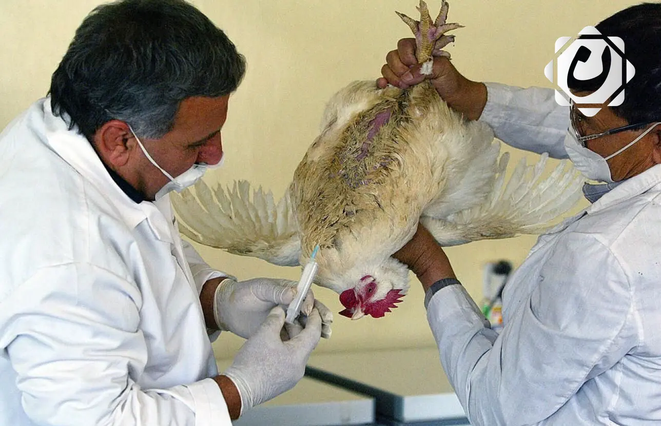 العراق يُبلغ عن تفشي سلالة شديدة العدوى من إنفلونزا الطيور