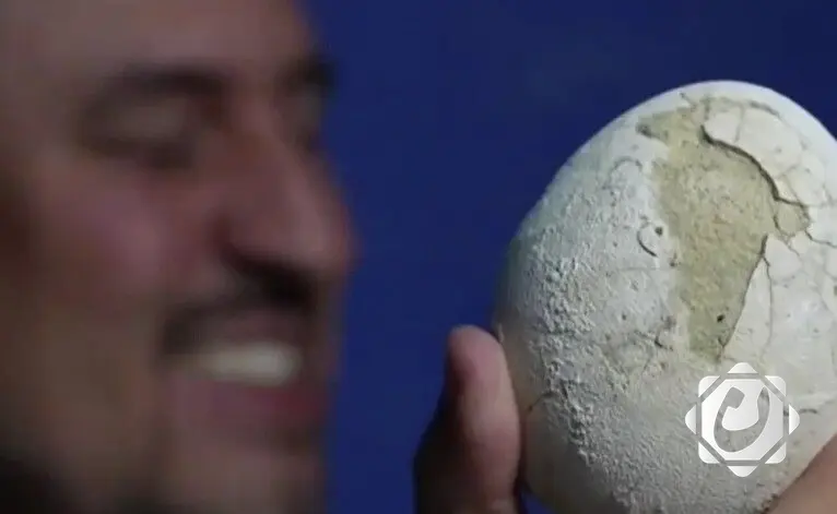 اكتشاف بيضة ديناصور محفوظة تعود إلى 70 مليون سنة قد تحتوي على جنين