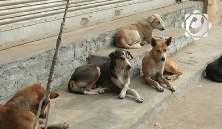 وزارة الصحة تنفي تسجيل إصابات بداء الكلب في الأنبار