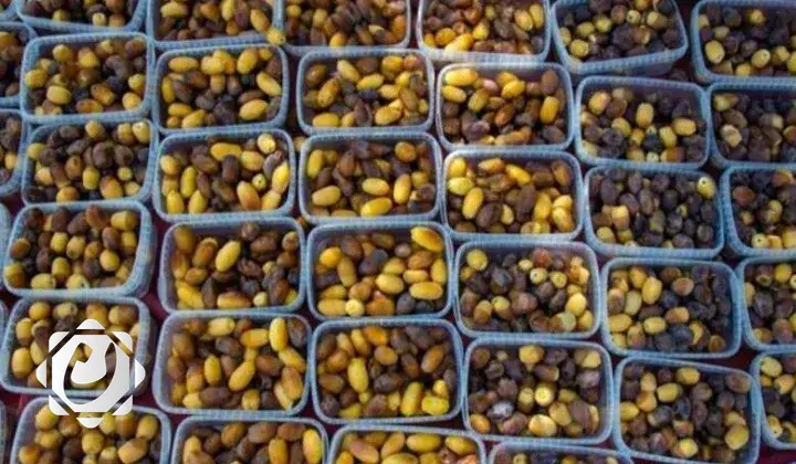 العراق يخطط لتصدير أكثر من 60 ألف طن من التمور في 2025