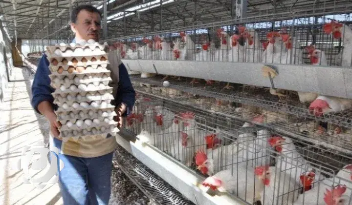 محافظة كربلاء تحقق زيادة ملحوظة في إنتاج الدواجن خلال شهر واحد