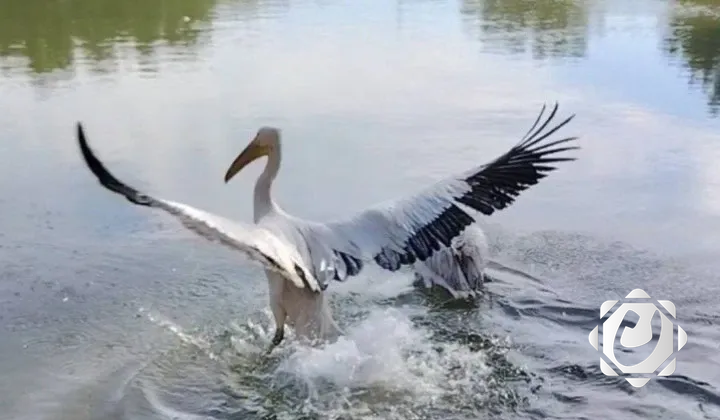 إطلاق طيور مهاجرة ونادرة في محافظة ميسان