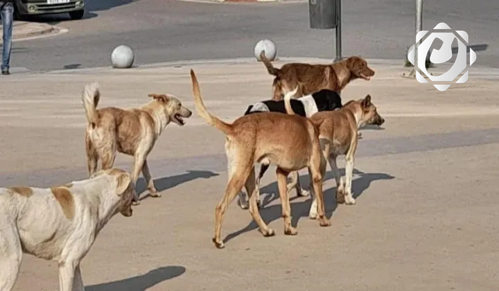 حادث سير مميت لإحدى الطلبة في الأنبار بسبب الكلاب السائبة