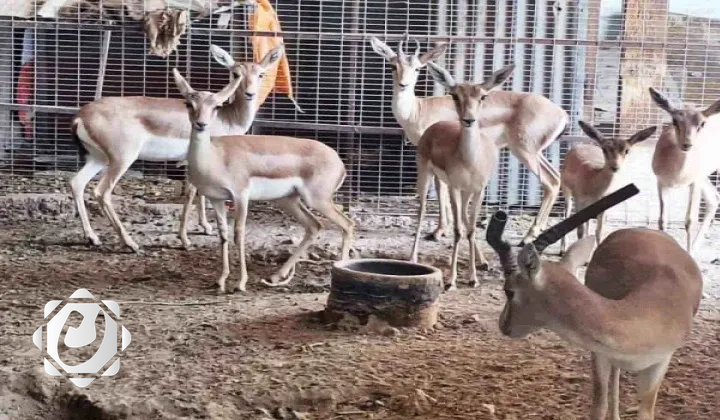 ضبط غزلان مهددة بالانقراض في واسط