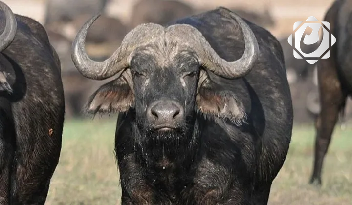 مصرع راعٍ جراء هجوم ثور هائج في بغداد