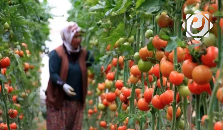 حظر استيراد الطماطم في إقليم كردستان بالتنسيق مع بغداد