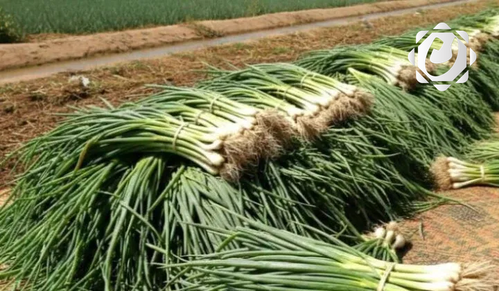 وزارة الزراعة العراقية تمنع استيراد البصل الأخضر لدعم المنتج المحلي