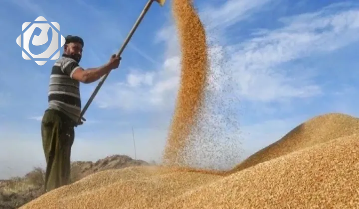 وزارة التجارة تؤكد عدم وجود مخاوف من نفاد مخزون الحنطة في العراق