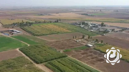 مجلس ديالى: الموجة المطرية الثالثة تعزز الزراعة في 16 مقاطعة