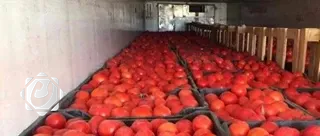 الزراعة تسمح باستيراد الطماطم لمدة شهر لسد النقص